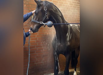 Hannoveraan, Ruin, 3 Jaar