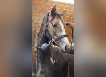 Hannoveraan, Ruin, 3 Jaar