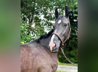 Hannoveraan, Ruin, 3 Jaar, Zwart