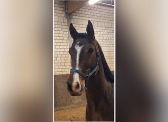 Hannoveraan, Ruin, 4 Jaar, 160 cm, Bruin