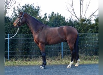 Hannoveraan, Ruin, 4 Jaar, 161 cm, Donkerbruin