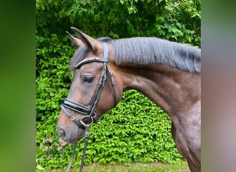 Hannoveraan, Ruin, 4 Jaar, 162 cm, Donkerbruin