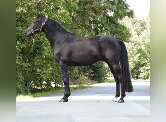 Hannoveraan, Ruin, 4 Jaar, 162 cm, Zwart