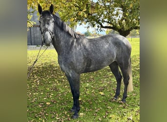 Hannoveraan, Ruin, 4 Jaar, 163 cm, Appelschimmel