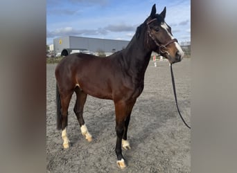 Hannoveraan, Ruin, 4 Jaar, 163 cm, Bruin