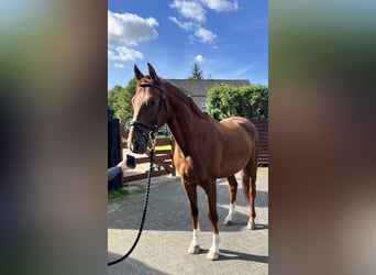 Hannoveraan, Ruin, 4 Jaar, 163 cm, Donkere-vos