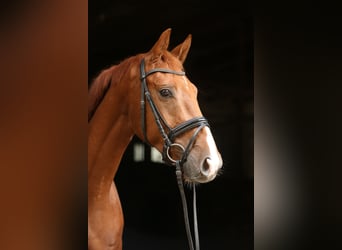 Hannoveraan, Ruin, 4 Jaar, 163 cm, Vos