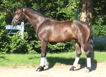 Hannoveraan, Ruin, 4 Jaar, 164 cm, Bruin