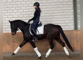 Hannoveraan, Ruin, 4 Jaar, 164 cm, Donkerbruin