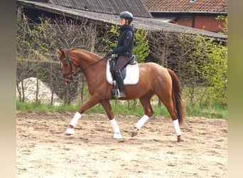 Hannoveraan, Ruin, 4 Jaar, 164 cm, Donkere-vos
