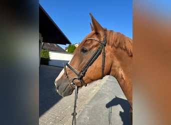 Hannoveraan, Ruin, 4 Jaar, 164 cm, Vos