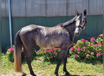 Hannoveraan, Ruin, 4 Jaar, 165 cm, Appelschimmel