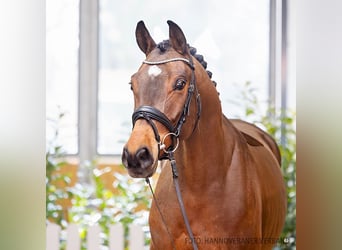 Hannoveraan, Ruin, 4 Jaar, 165 cm, Bruin