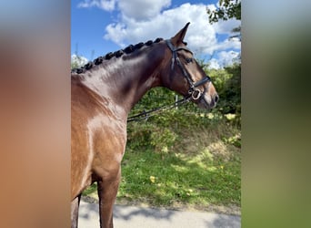 Hannoveraan, Ruin, 4 Jaar, 165 cm, Donkerbruin
