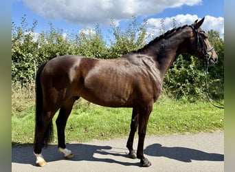 Hannoveraan, Ruin, 4 Jaar, 165 cm, Donkerbruin