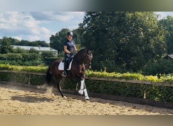 Hannoveraan, Ruin, 4 Jaar, 165 cm, Donkerbruin