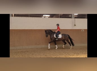 Hannoveraan, Ruin, 4 Jaar, 165 cm, Donkerbruin