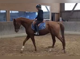 Hannoveraan, Ruin, 4 Jaar, 165 cm, Vos