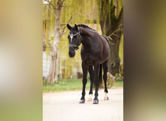 Hannoveraan, Ruin, 4 Jaar, 165 cm, Zwart