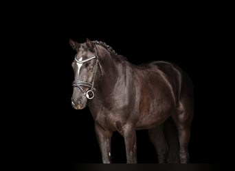 Hannoveraan, Ruin, 4 Jaar, 165 cm, Zwart