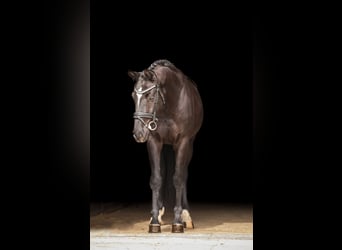 Hannoveraan, Ruin, 4 Jaar, 165 cm, Zwart