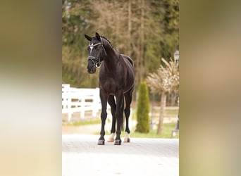 Hannoveraan, Ruin, 4 Jaar, 165 cm, Zwart