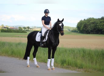Hannoveraan, Ruin, 4 Jaar, 165 cm, Zwartbruin