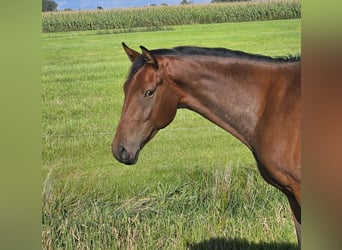 Hannoveraan, Ruin, 4 Jaar, 166 cm, Bruin
