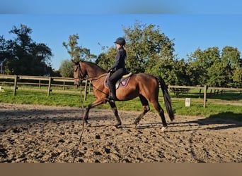 Hannoveraan, Ruin, 4 Jaar, 166 cm, Bruin