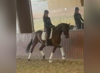 Hannoveraan, Ruin, 4 Jaar, 166 cm, Bruin