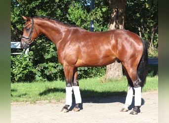 Hannoveraan, Ruin, 4 Jaar, 166 cm, Bruin