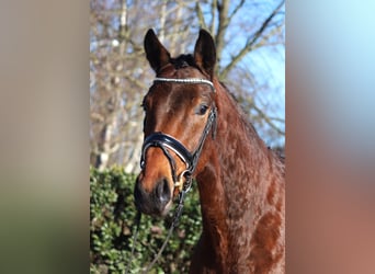 Hannoveraan, Ruin, 4 Jaar, 166 cm, Bruin