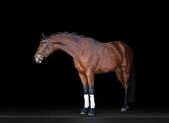 Hannoveraan, Ruin, 4 Jaar, 166 cm, Bruin