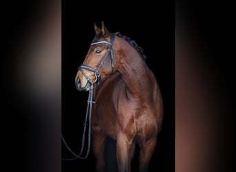 Hannoveraan, Ruin, 4 Jaar, 166 cm, Bruin
