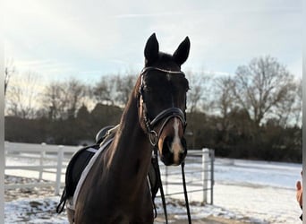 Hannoveraan, Ruin, 4 Jaar, 166 cm, Donkerbruin
