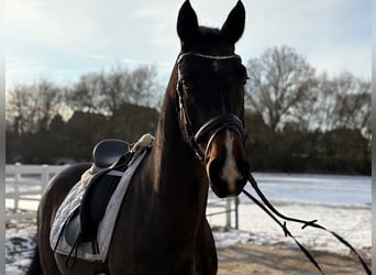 Hannoveraan, Ruin, 4 Jaar, 166 cm, Donkerbruin