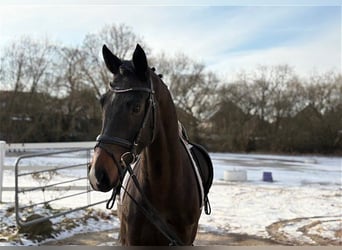 Hannoveraan, Ruin, 4 Jaar, 166 cm, Donkerbruin