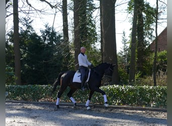 Hannoveraan, Ruin, 4 Jaar, 166 cm, Donkerbruin