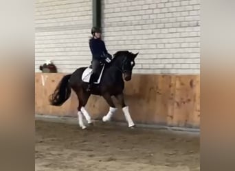 Hannoveraan, Ruin, 4 Jaar, 166 cm, Donkerbruin