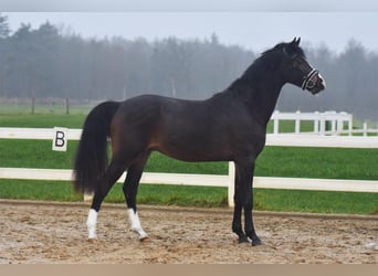 Hannoveraan, Ruin, 4 Jaar, 166 cm, Donkerbruin