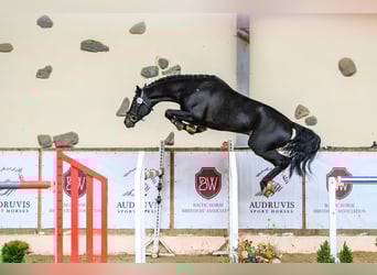 Hannoveraan, Ruin, 4 Jaar, 166 cm, Donkerbruin