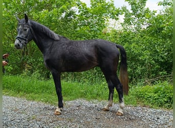 Hannoveraan, Ruin, 4 Jaar, 166 cm, kan schimmel zijn