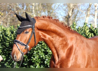 Hannoveraan, Ruin, 4 Jaar, 166 cm, Vos