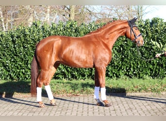 Hannoveraan, Ruin, 4 Jaar, 166 cm, Vos