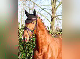 Hannoveraan, Ruin, 4 Jaar, 166 cm, Vos