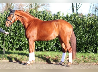 Hannoveraan, Ruin, 4 Jaar, 166 cm, Vos