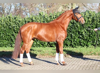 Hannoveraan, Ruin, 4 Jaar, 166 cm, Vos