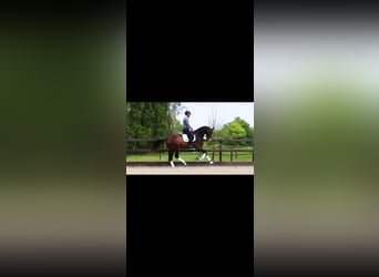 Hannoveraan, Ruin, 4 Jaar, 167 cm, Bruin