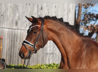 Hannoveraan, Ruin, 4 Jaar, 167 cm, Bruin