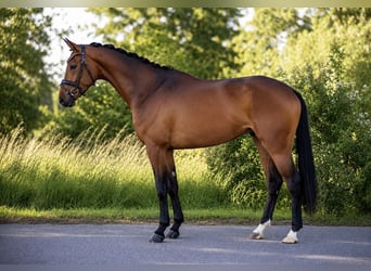 Hannoveraan, Ruin, 4 Jaar, 167 cm, Bruin